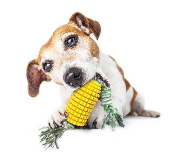 Pet Toothbrush Corn Stick | Pet Chew Toy